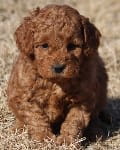red mini goldendoodle puppy