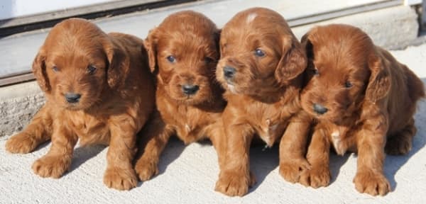 Irish mini goldendoodle puppies for sale