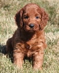 Irish mini goldendoodle puppy