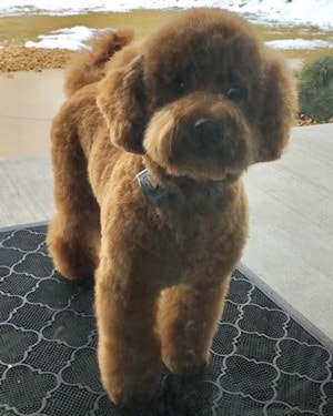 f1b mini goldendoodle full grown Ref2