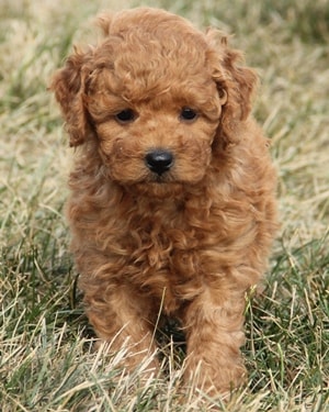 mini golden labradoodle full grown