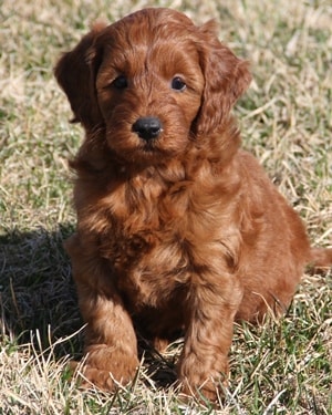 miniature red goldendoodle