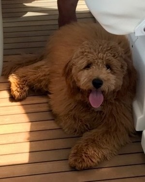 f1b mini goldendoodle full grown Ref13