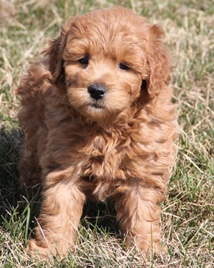 f1b mini goldendoodle puppy Ref13
