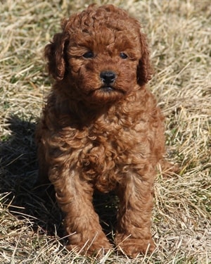 multigen mini goldendoodle puppy Ref8