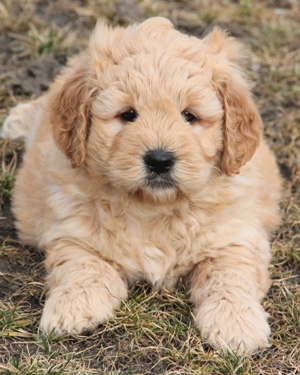 mini cream goldendoodle