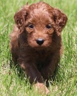 a keeper Irish mini goldendoodle