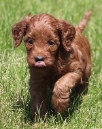 one of our darkest red Irish mini goldendoodles