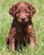 dark red goldendoodle