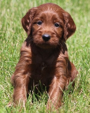 f1 irish mini goldendoodle puppy Ref15