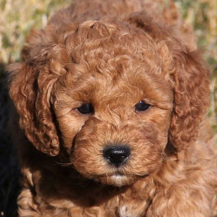 mini golden labradoodle full grown