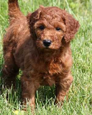 Irish mini goldendoodle puppies