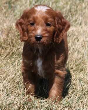 Irish mini goldendoodle puppies