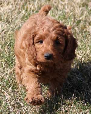 Irish mini goldendoodle puppies