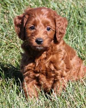 Irish mini goldendoodle puppies