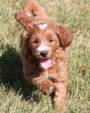 Irish mini goldendoodle puppies