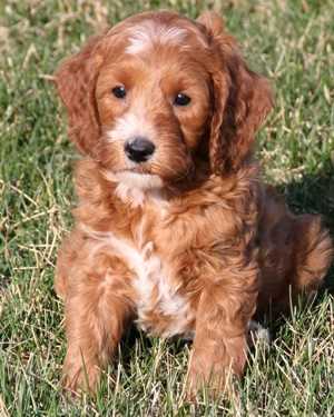 Irish mini goldendoodle puppies