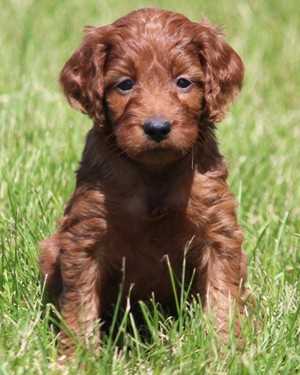 Irish mini goldendoodle puppies