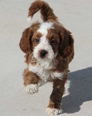 Irish mini goldendoodle puppies