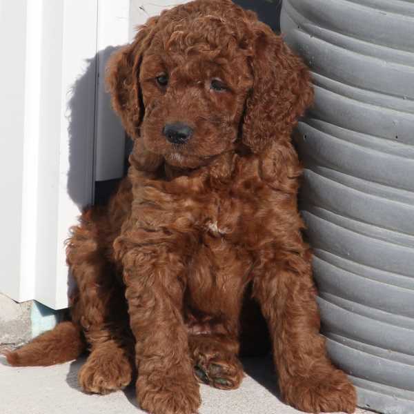 Irish mini goldendoodle puppy in Chicago, Illinois