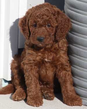 Irish mini goldendoodle puppies