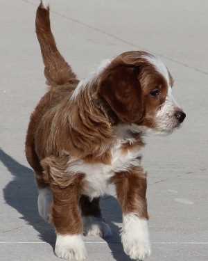 Irish mini goldendoodle puppies