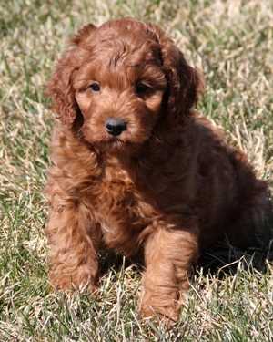 Irish mini goldendoodle puppies