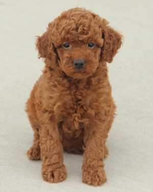 Irish mini goldendoodle puppies