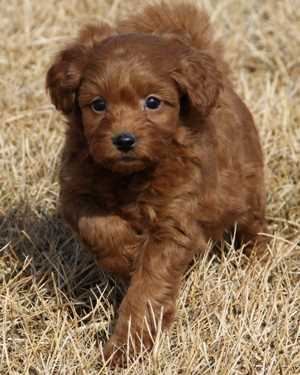 Irish mini goldendoodle puppies