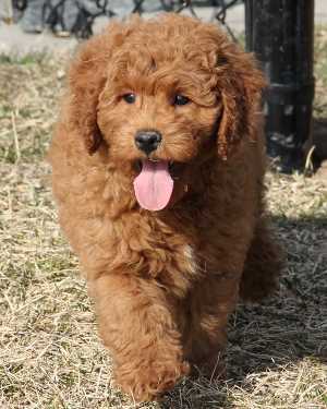 Irish mini goldendoodle puppies