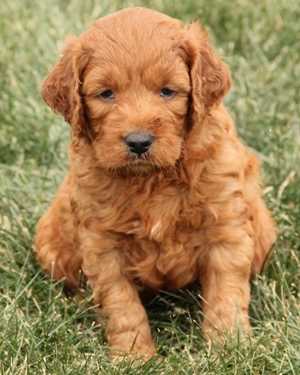 Irish mini goldendoodle puppies