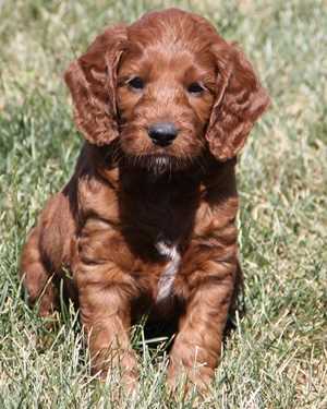 Irish mini goldendoodle puppies