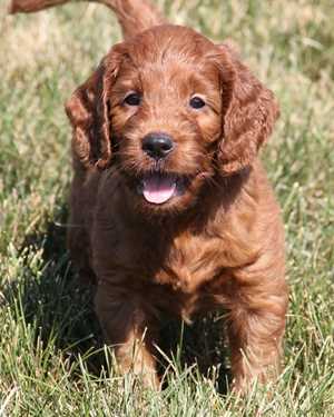 Irish mini goldendoodle puppies