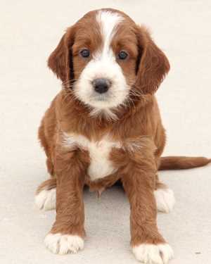 Irish mini goldendoodle puppies