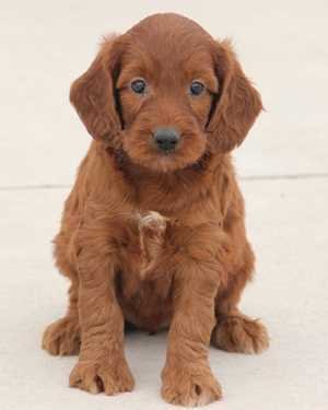 Irish mini goldendoodle puppies