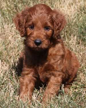 Irish mini goldendoodle puppies