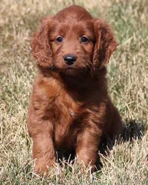 Irish mini goldendoodle puppies