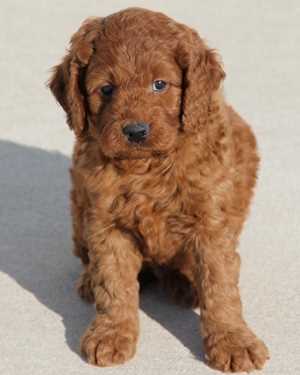 Irish mini goldendoodle puppies