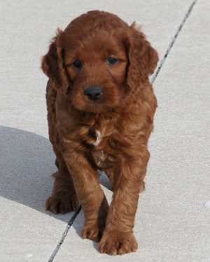 Irish mini goldendoodle puppies