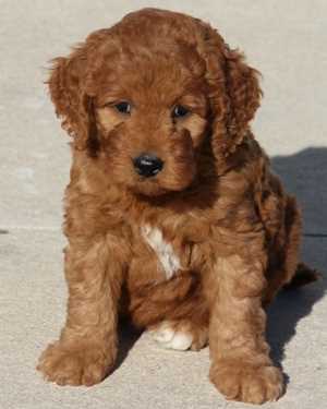 Irish mini goldendoodle puppies