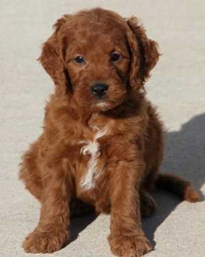 Irish mini goldendoodle puppies