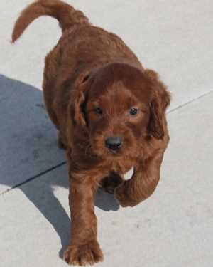 Irish mini goldendoodle puppies