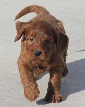 Irish mini goldendoodle puppies