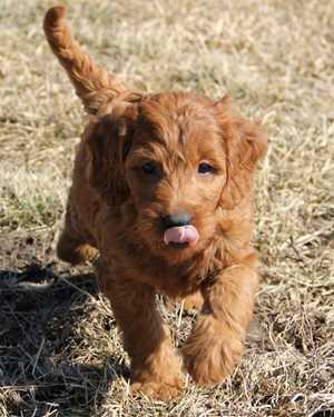 Irish mini goldendoodle puppies