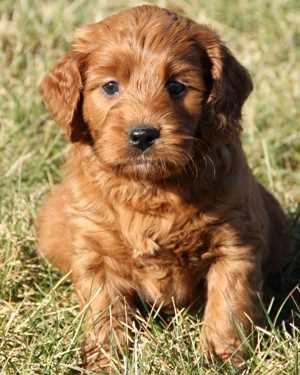 Irish mini goldendoodle puppies