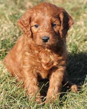 Irish mini goldendoodle puppies