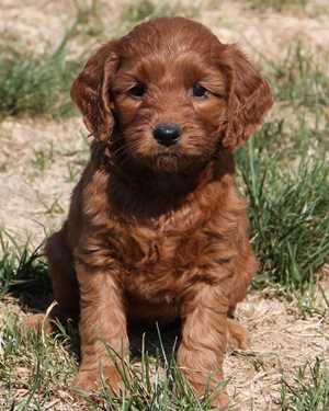 Irish mini goldendoodle puppies