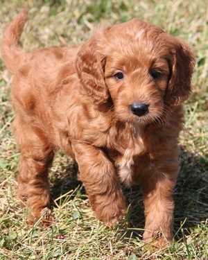 Irish mini goldendoodle puppies