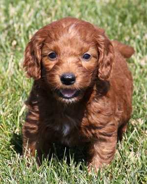 Irish mini goldendoodle puppies