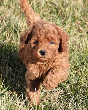 Irish mini goldendoodle puppies